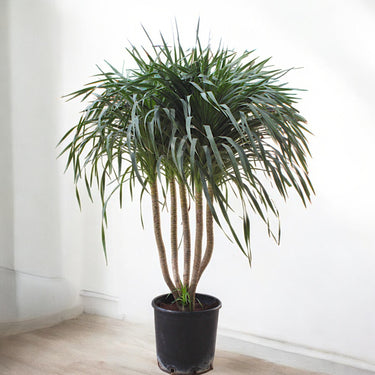 Dracena Draco
